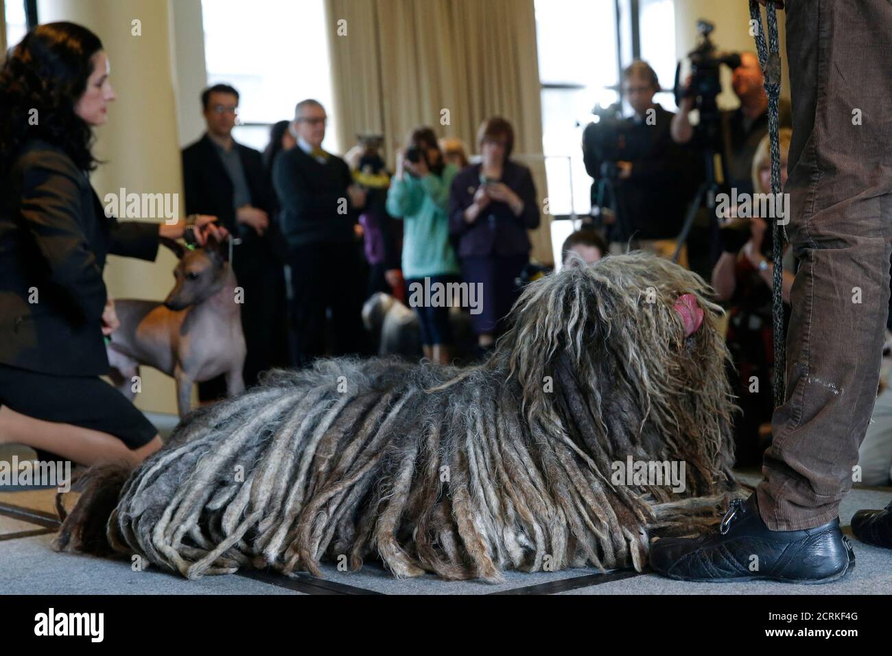 Bergamasco Sheepdog High Resolution Stock Photography and Images - Alamy