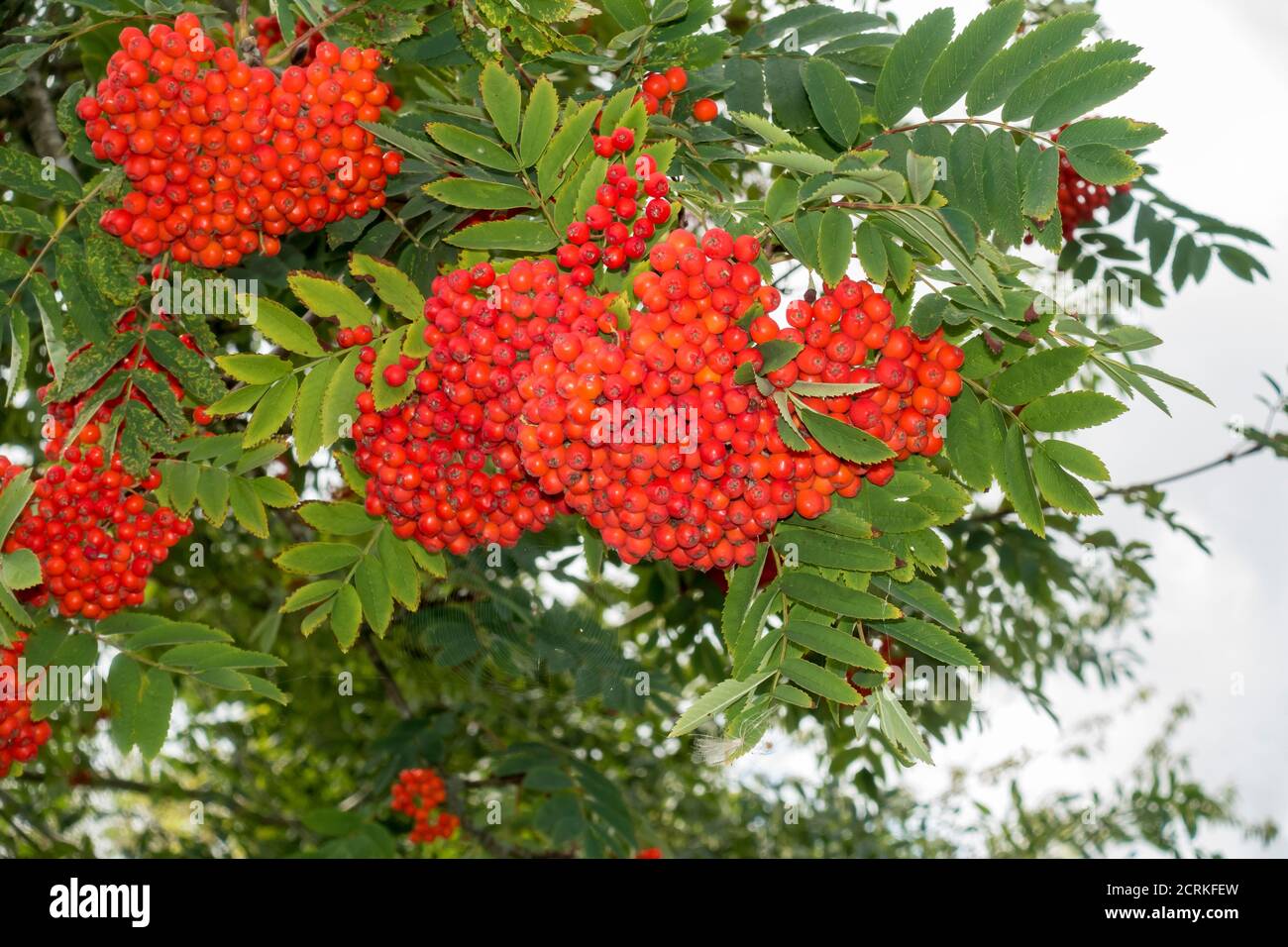 Berries on Rowan tree Stock Photo - Alamy