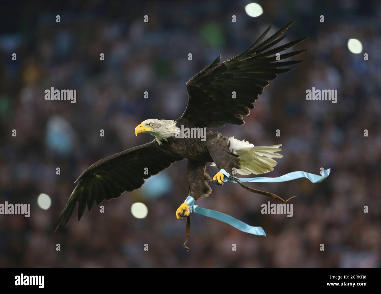 White Headed Eagle High Resolution Stock Photography and Images - Alamy