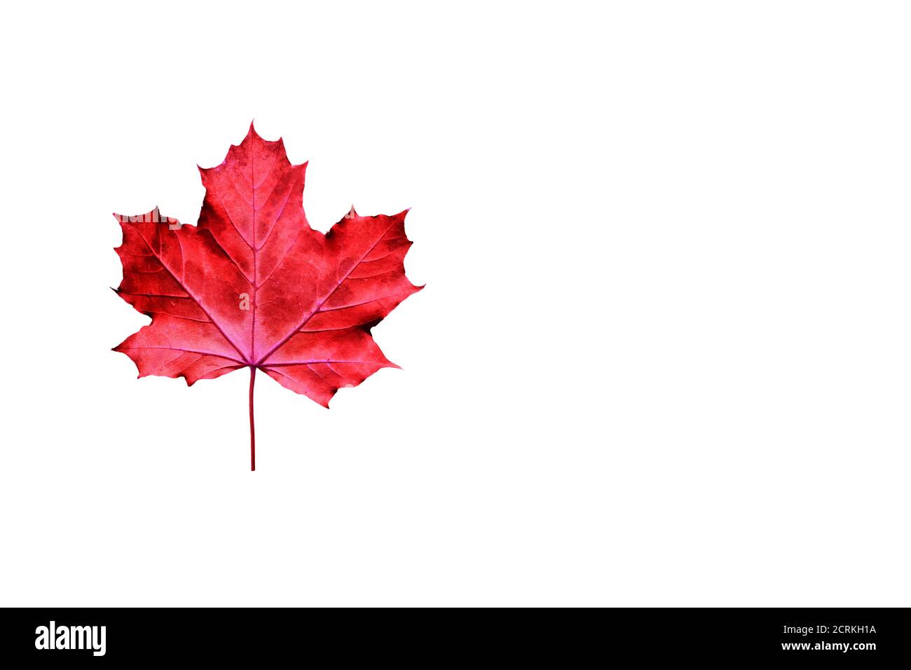 Maple Leaf Isolated On White Background Stock Illustration