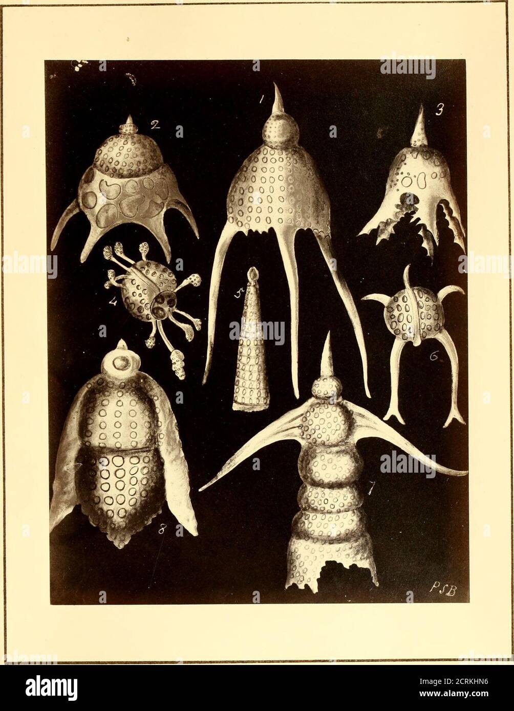. Polycystins, figures of remarkable forms &c. in the Barbados chalk deposit (chiefly collected by Dr. Davy, and noticed in a lecture delivered to the Agricultural Society of Barbados, in July, 1846) . PLATE XVn. riG. 1.—Lithornithium Hirimdo of Ehrenberg, Mik., PL XIX, fig. 53, but this is a much finer and more perfect specimen ; frequent in the Barbados deposit: size very variable. 2.—A broad and stunted variety of Podocyrtis Schomburgkii. Mik.,PI. XXXVI, fig. 22. 3.—Podocyrtis (?) with five spined or serrated legs: body and sur-mounting spine all very irregularly foraminated. Measures.00462 Stock Photo