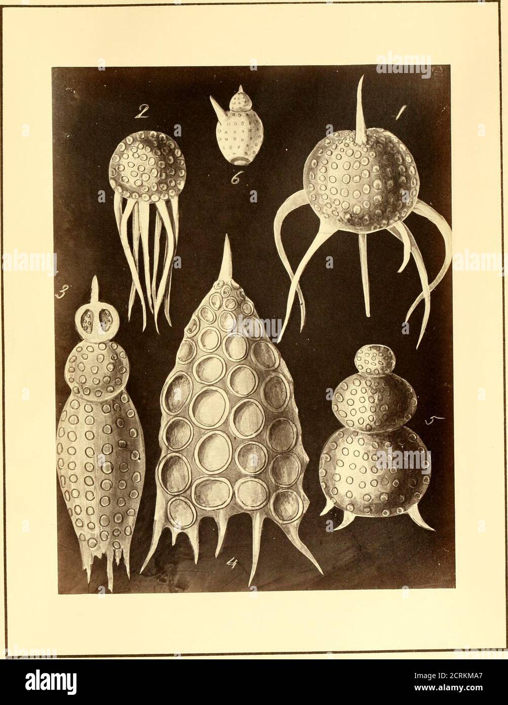 . Polycystins, figures of remarkable forms &c. in the Barbados chalk deposit (chiefly collected by Dr. Davy, and noticed in a lecture delivered to the Agricultural Society of Barbados, in July, 1846) . 03 n ;.1A USA PLATE IX. Fit). 1.—Petalosi^iris foveolata—var. Ehr., (INIikrogeologie, Taf. XXXIV,14.) .0075 high, spiues iiiduded, .0031 dia. of ball. 2.—The same without the central spike through it. 3.—A Podocyrtis (?) of Ehreuberg. 4.—A Podocyrtis (?) nearly akin to Podocyrtis Mglea. (JVIik. Taf.XXXV. B. IS); measures .0106 high, .0052 broad. 5.—A Podocyrtis (?) without the usual surmountmg s Stock Photo