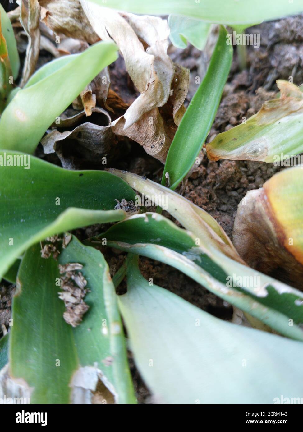 Flora vertical plants green hi-res stock photography and images - Alamy
