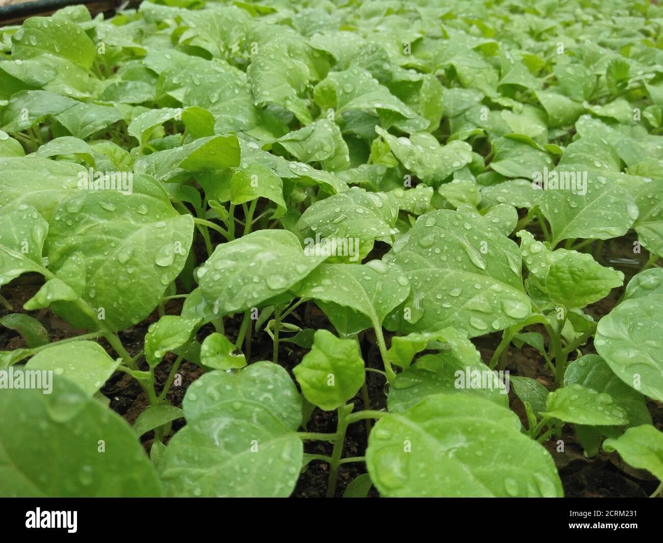 Flora vertical plants green hi-res stock photography and images - Alamy