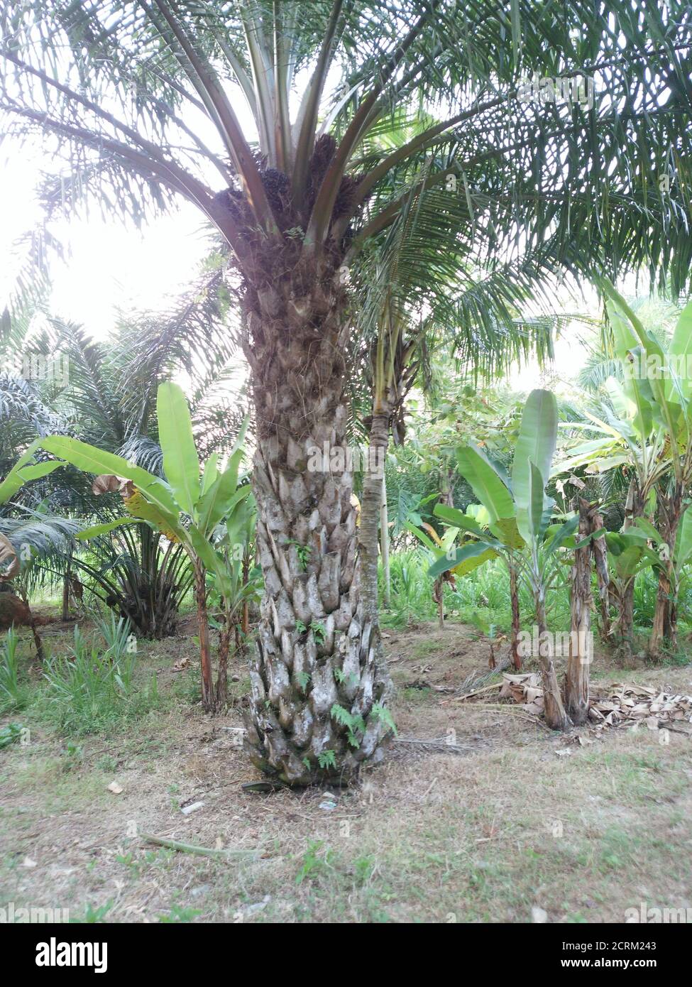 Vertical shot of  babassu palm tree Stock Photo