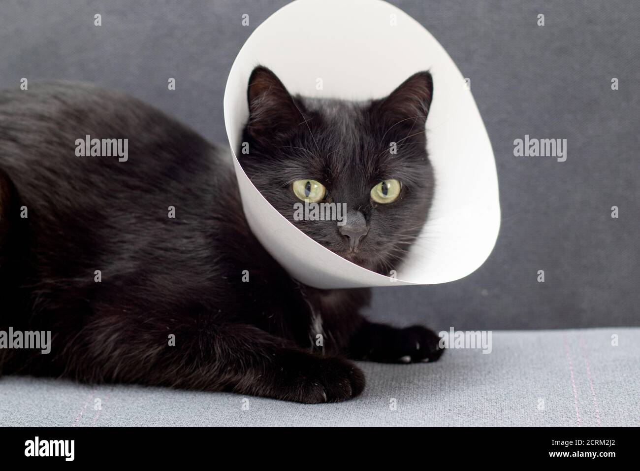 Black cat wearing Elizabethan collar lying on a gray sofa after