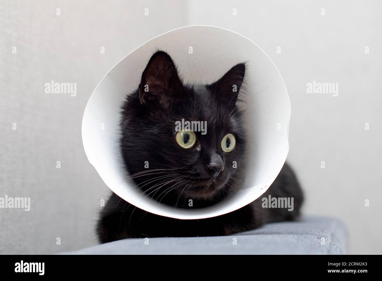 Cat wearing Elizabethan collar lying on a sofa. Animal healthcare