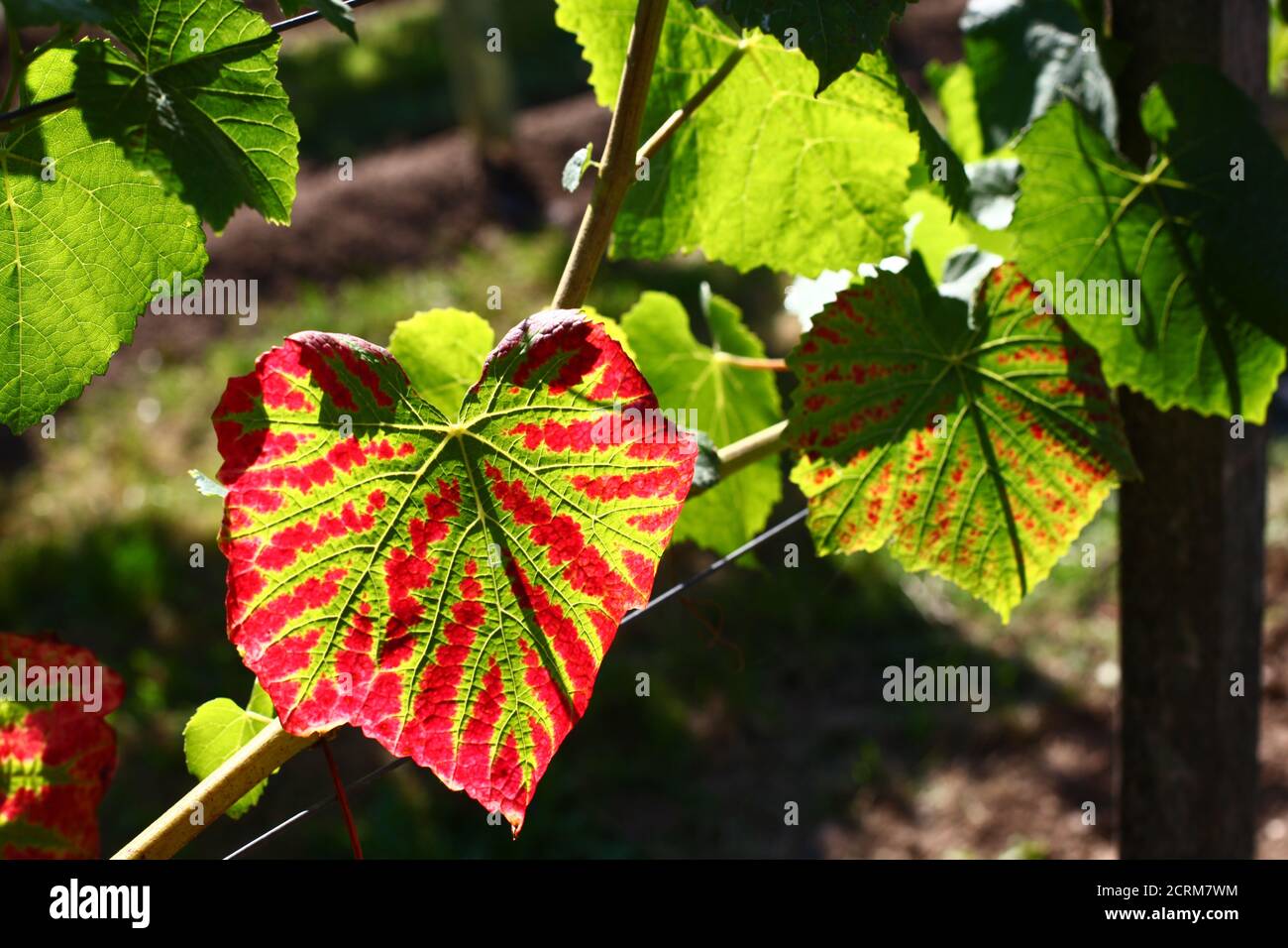 Leaf turning red hi-res stock photography and images - Alamy