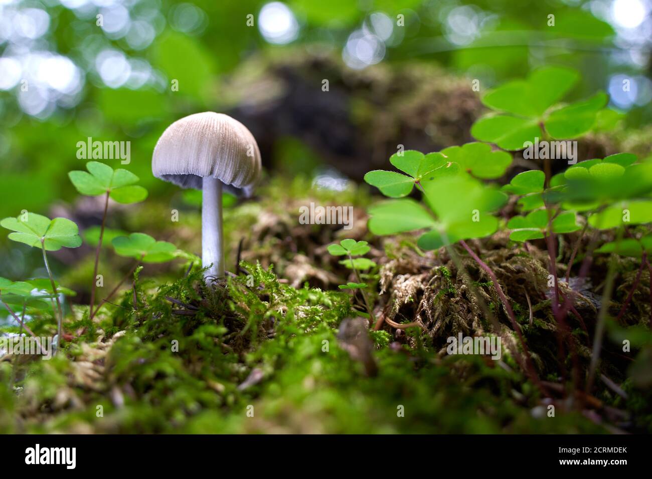Mushroom (coprinellus micaceus) grows in beautiful forest between clover. Stock Photo