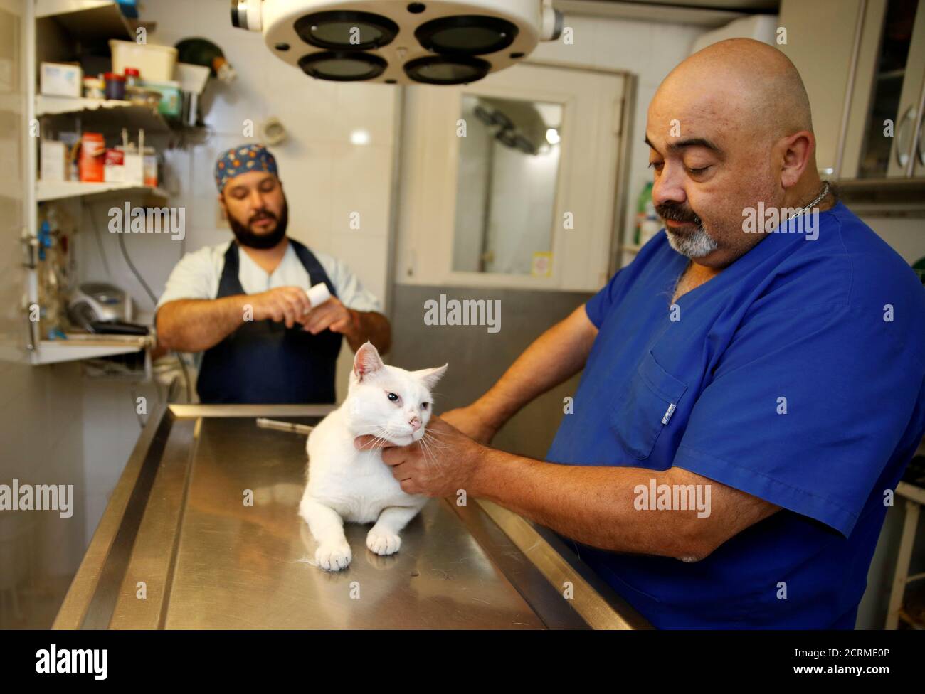 Cat skin cancer hires stock photography and images Alamy