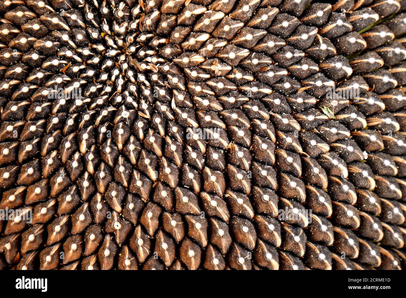 Sunflower seeds for sale, farmers market, Budaiya, Kingdom of Bahrain Stock Photo