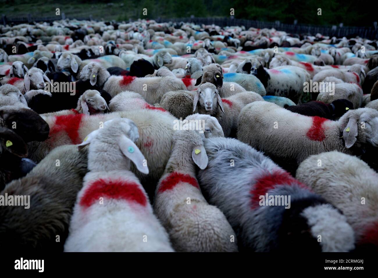 Sheep and lambs wait inside an enclosure during sunrise at 2,011 meters above sea level in the village of Kurzras (Maso Corto) in the autonomous region of South Tyrol, Italy, June 9, 2018. Picture taken June 9, 2018. REUTERS/Lisi Niesner Stock Photo