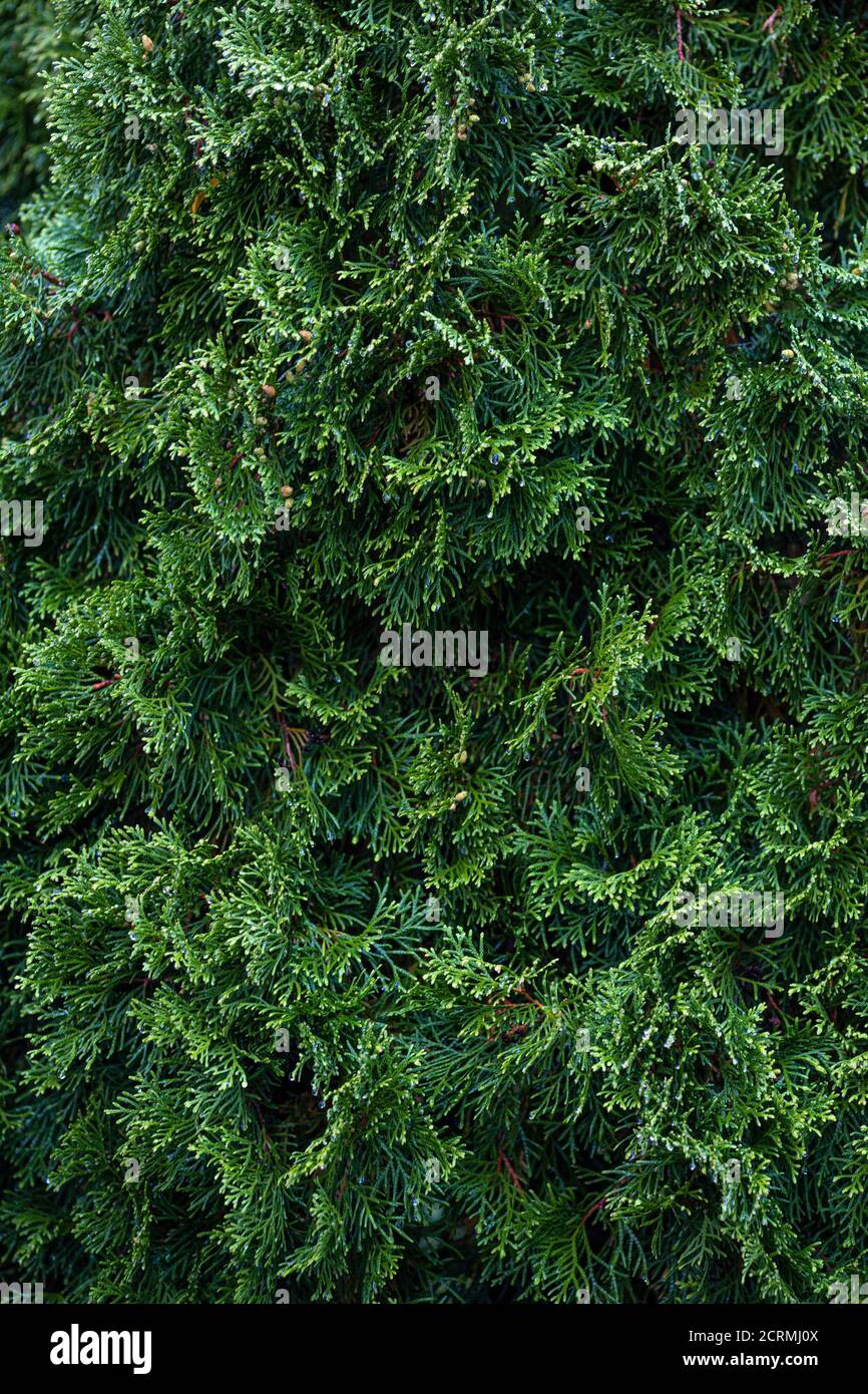 Background with juniper branches growing in the park. Branches and
