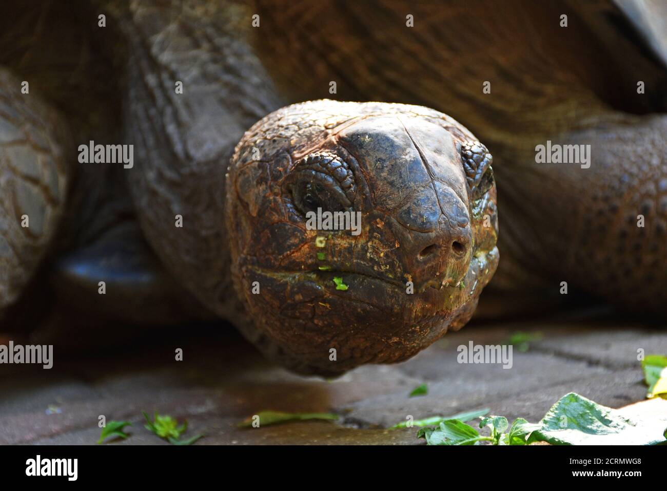Giant Tortoise on Zanzibar Island Stock Photo