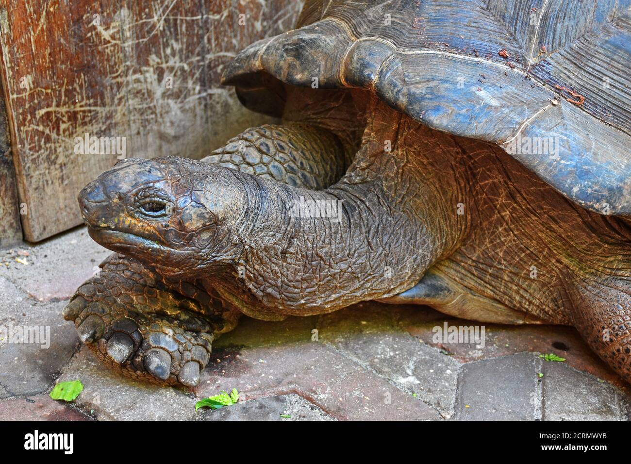 Giant Tortoise on Zanzibar Island Stock Photo