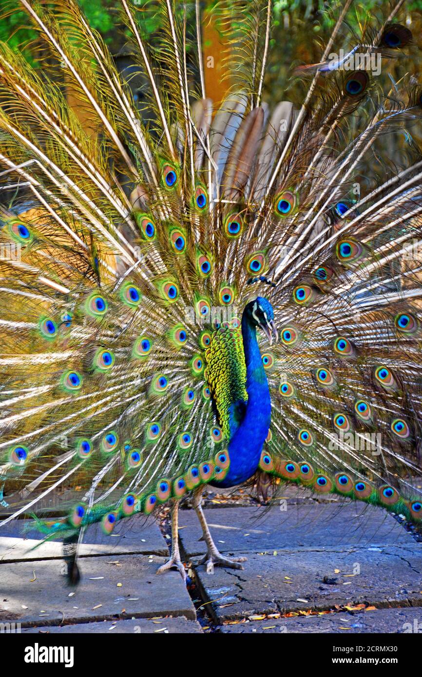 Peacock in Tanzania Stock Photo - Alamy