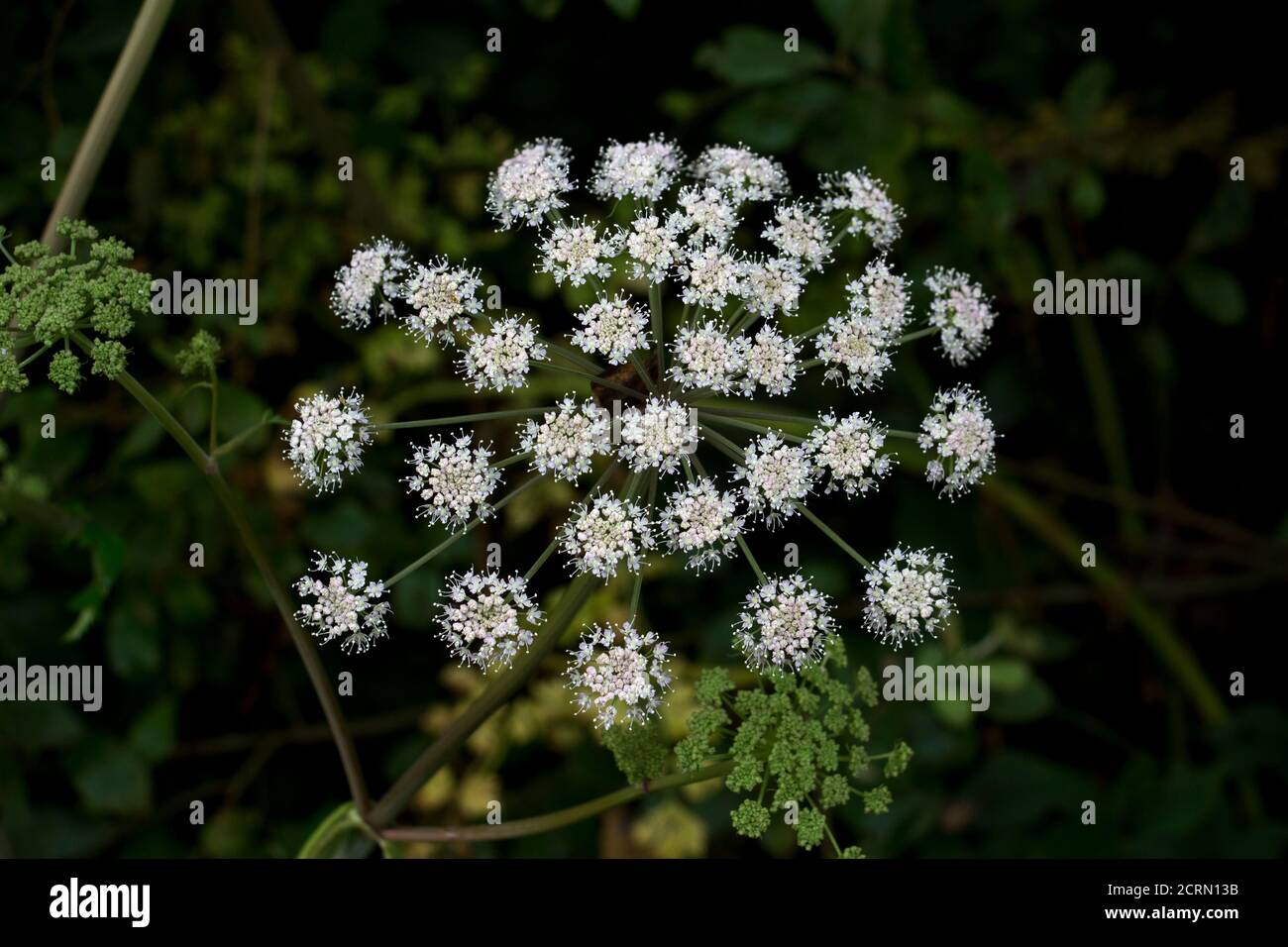 Related to Hemlock and Hogweed the Wood or Wild Angelia is a tall