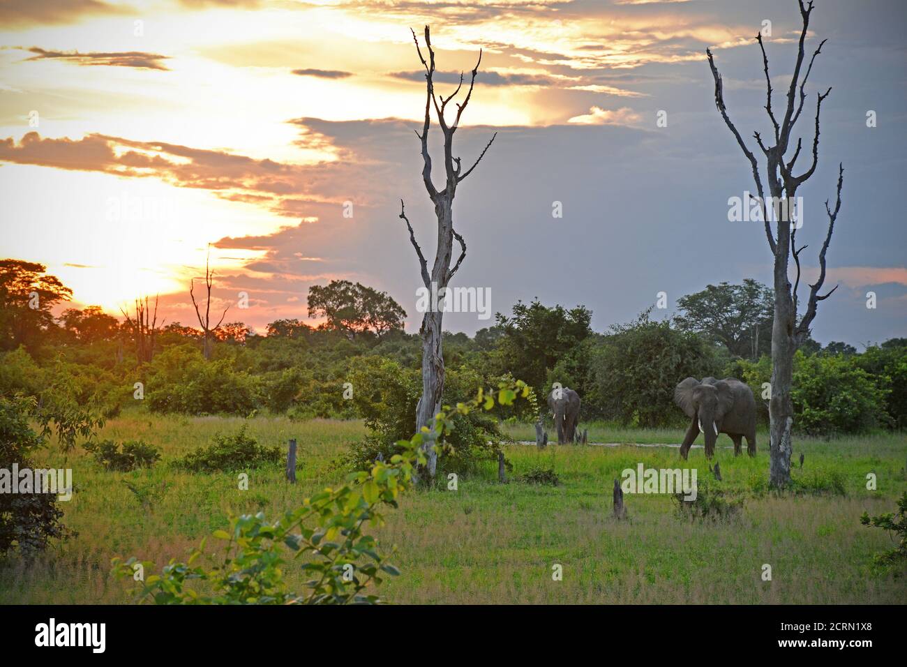 Elephant in South Luangwa National Park in Zambia Stock Photo