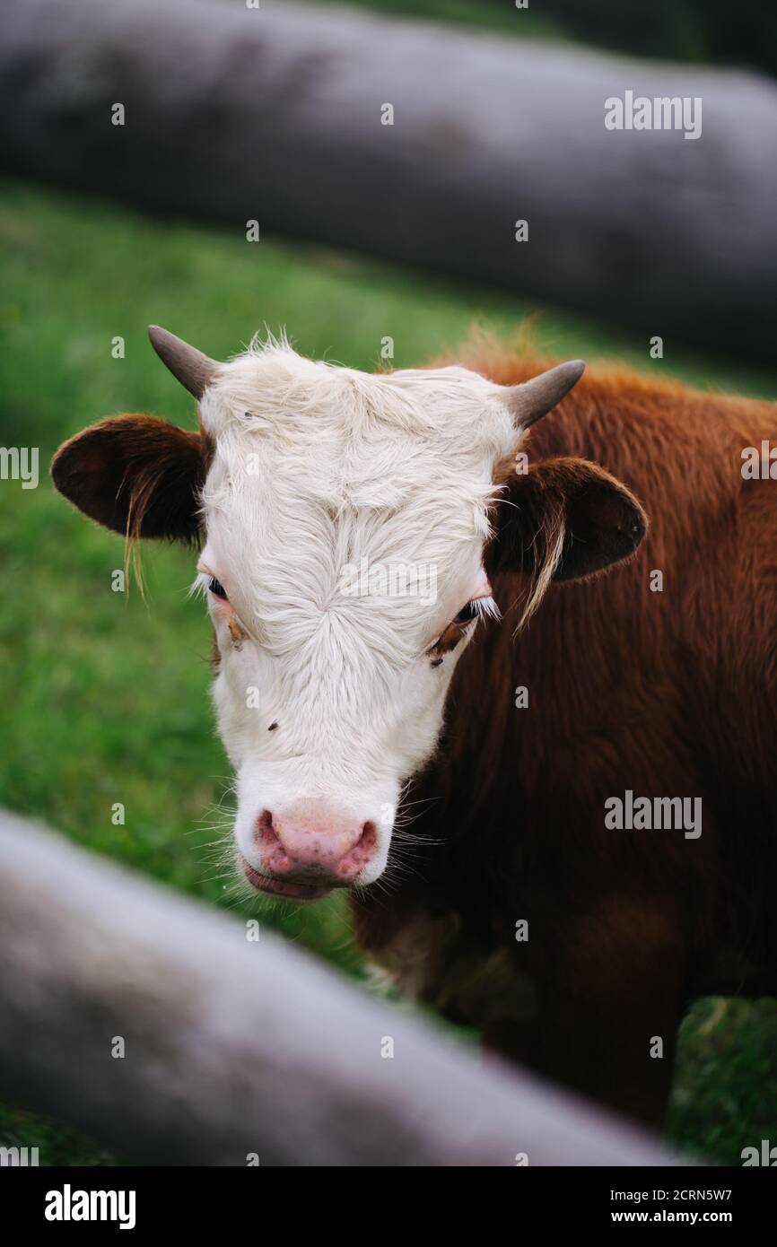 Beautiful cow with brown fur and white head standing behind the fence Stock Photo