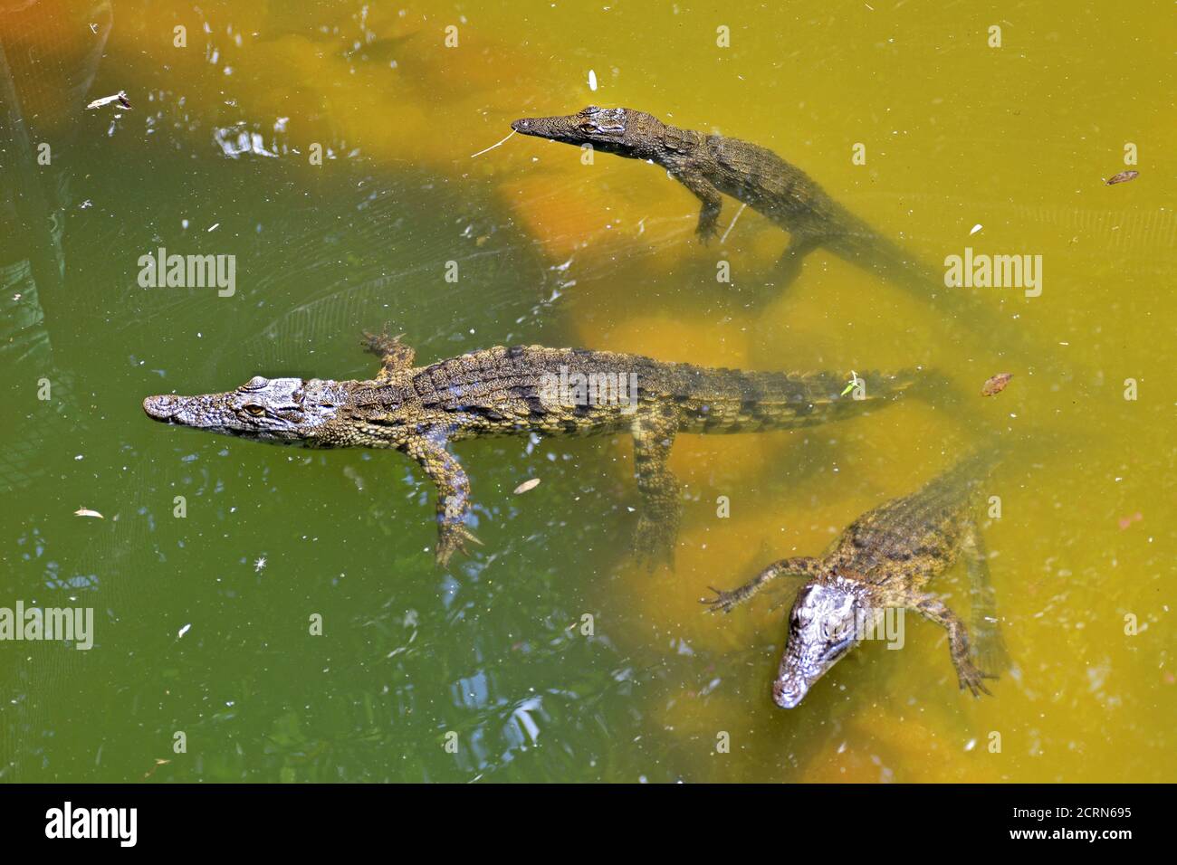 Crocodile at Victoria Falls Stock Photo Alamy