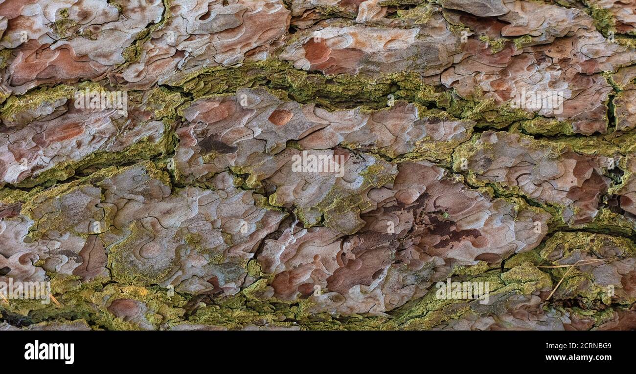 abstract background of pine bark texture closeup Stock Photo - Alamy