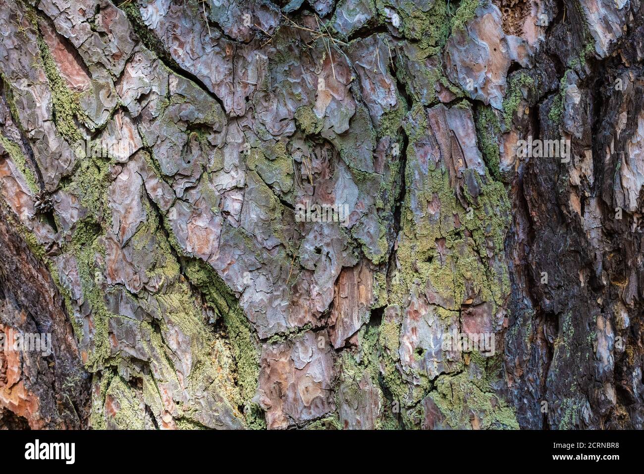 abstract background of pine bark texture closeup Stock Photo - Alamy