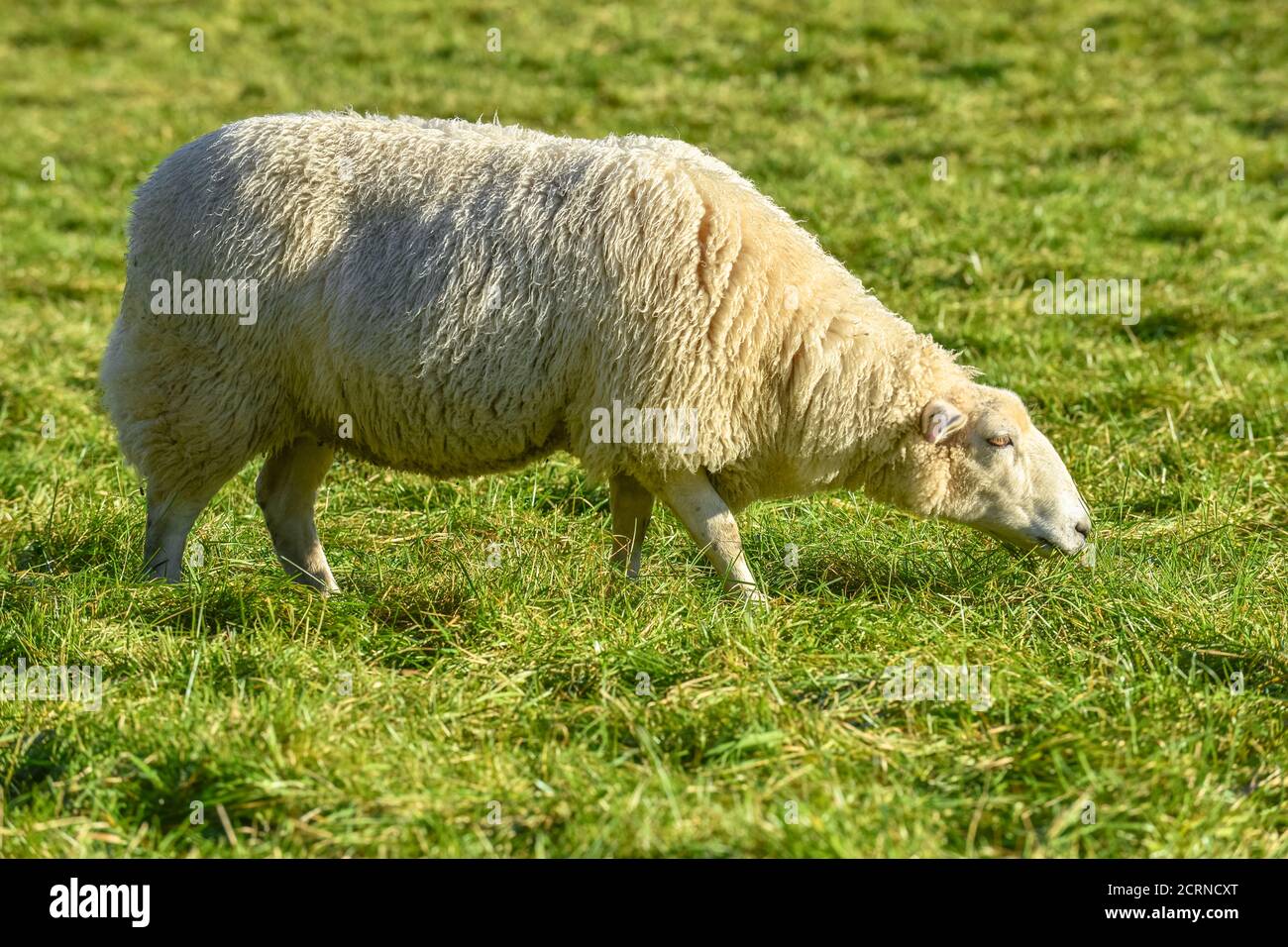 farm landscape, animal sheep eating green grass Stock Photo - Alamy