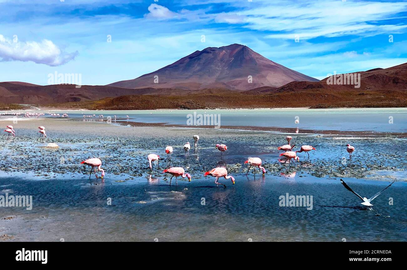 laguna Hedionda full of beautiful pink andean flamingos. Wonderful exotic volcanic landscape. Stinking lake Hedionda in Bolivia. Grazing birds. Stock Photo