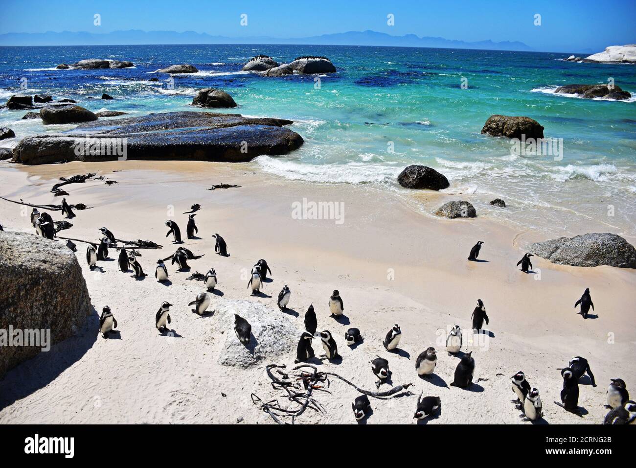 Boulder Bay Penguin Colony Stock Photo