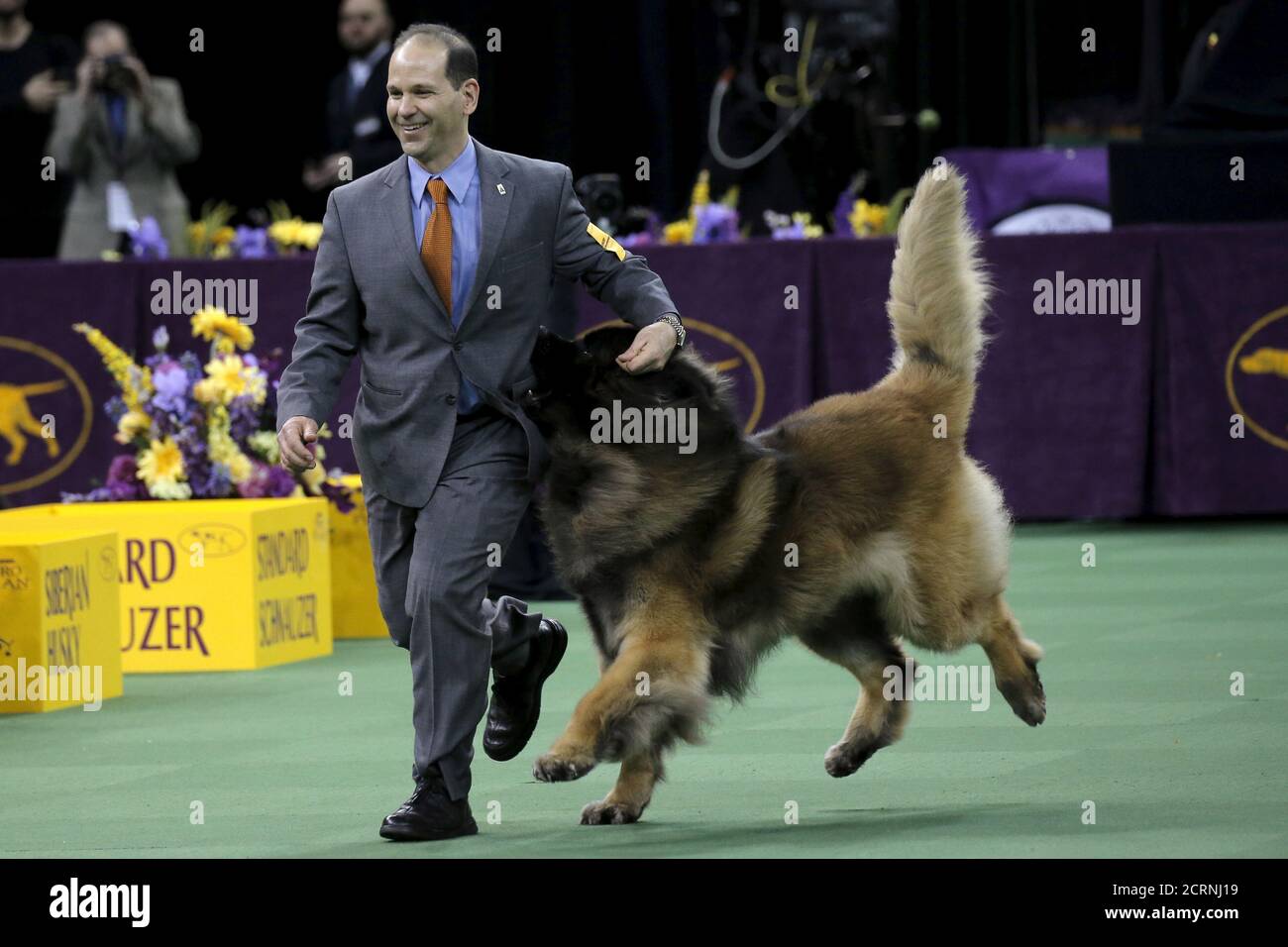 A Leonberger bites for treats in his handler's pocket as he runs during  judging in the working group at the Westminster Kennel Club Dog show at  Madison Square Garden in New York