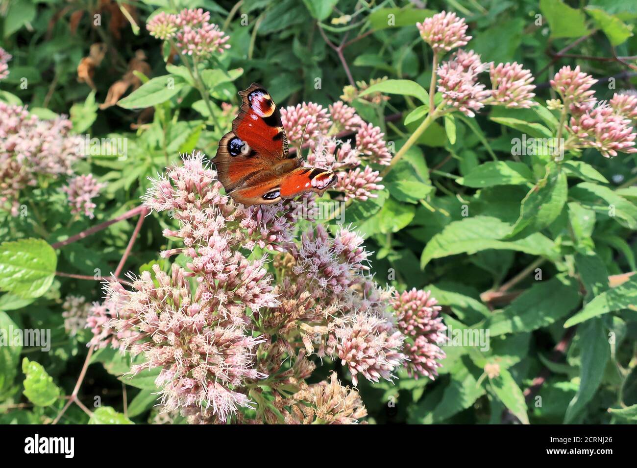 Peacock butterfly on purple buddleja davidii hi-res stock photography ...