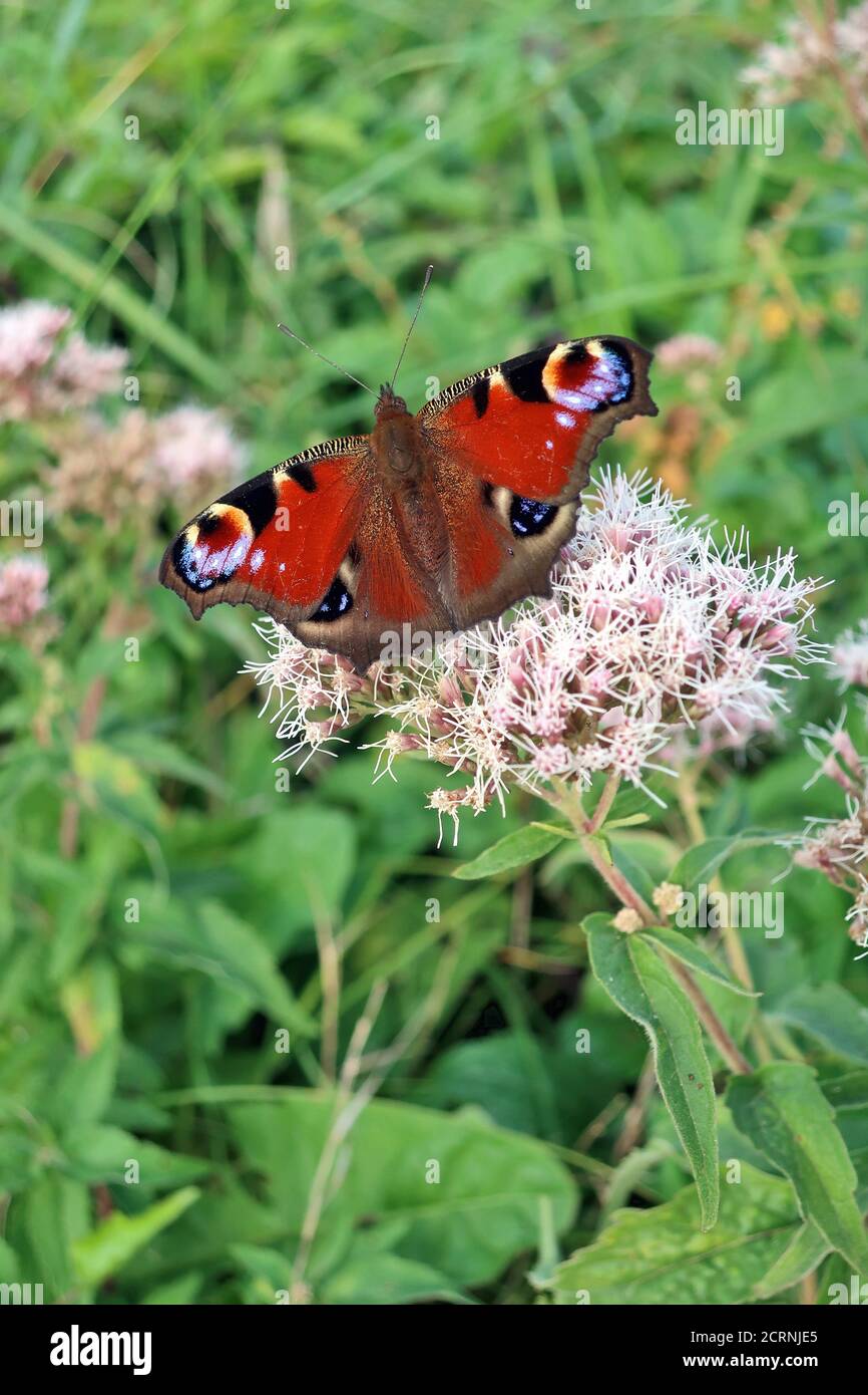 European Peacock Butterfly On A Flower Of Butterfly Bush Stock Photo ...