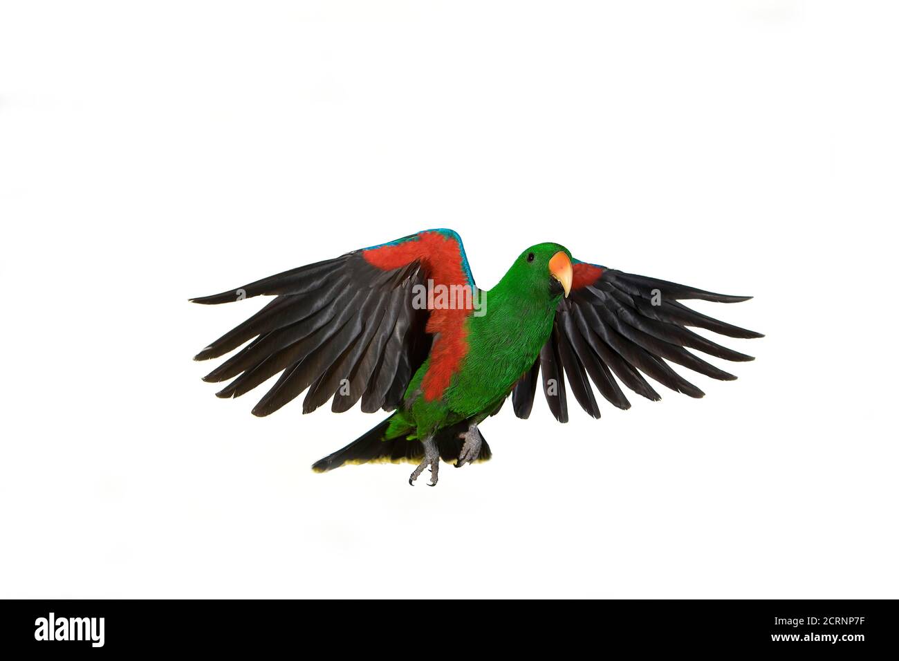 Eclectus Parrot, eclectus roratus, Male in Flight against White ...