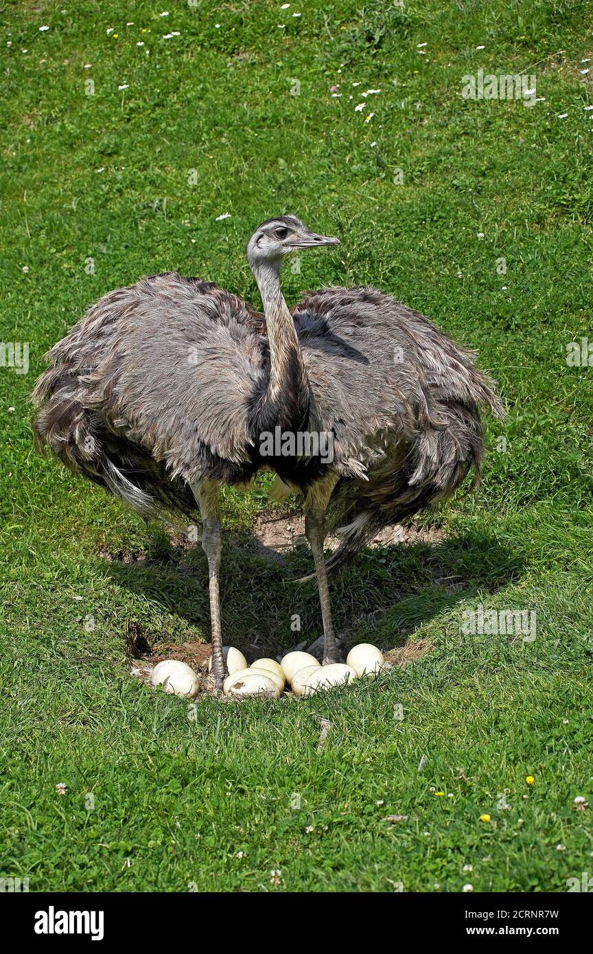 American Rhea, rhea americana, Adult sitting on Eggs in Nest Stock
