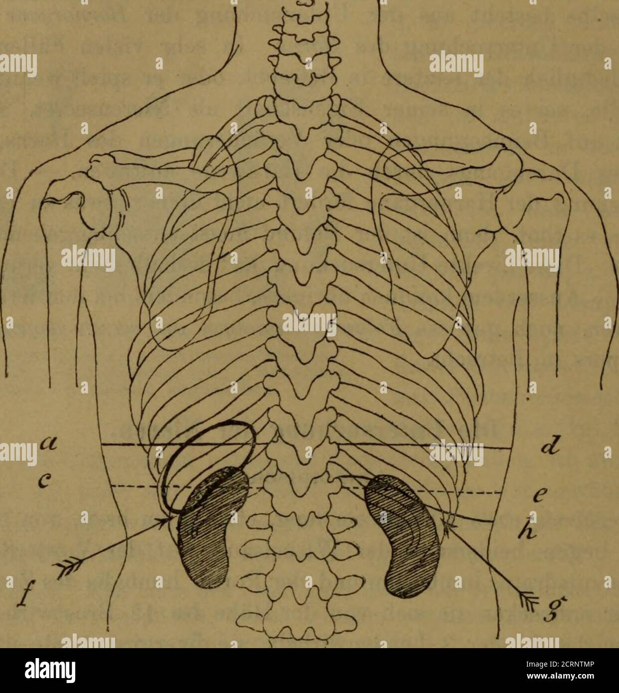 Linke niere hi-res stock photography and images - Alamy