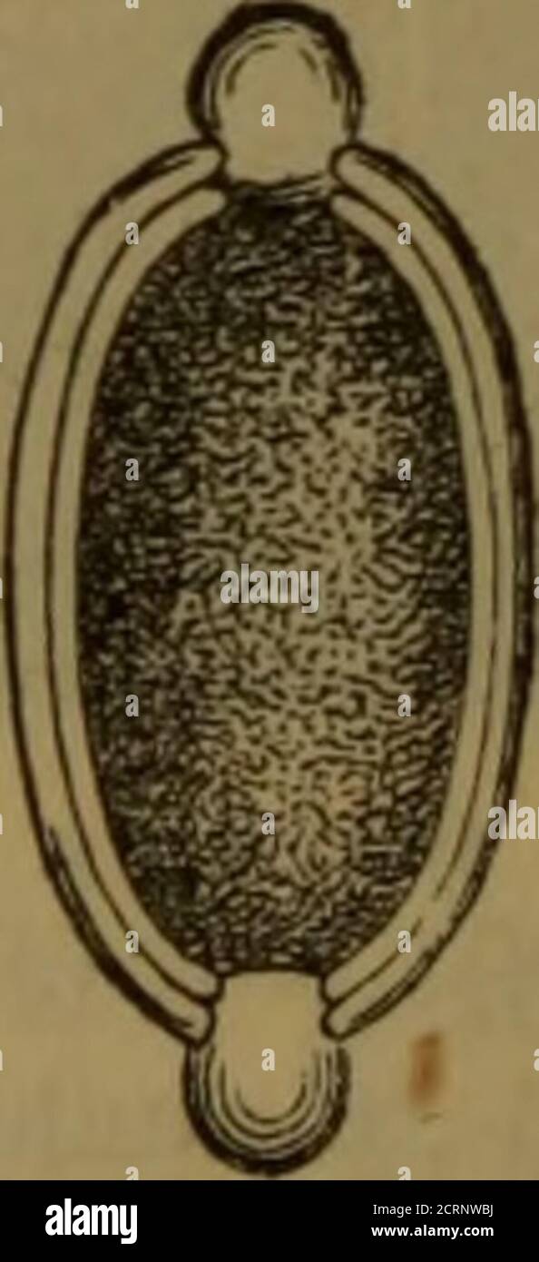 Trichocephalus High Resolution Stock Photography And Images Alamy