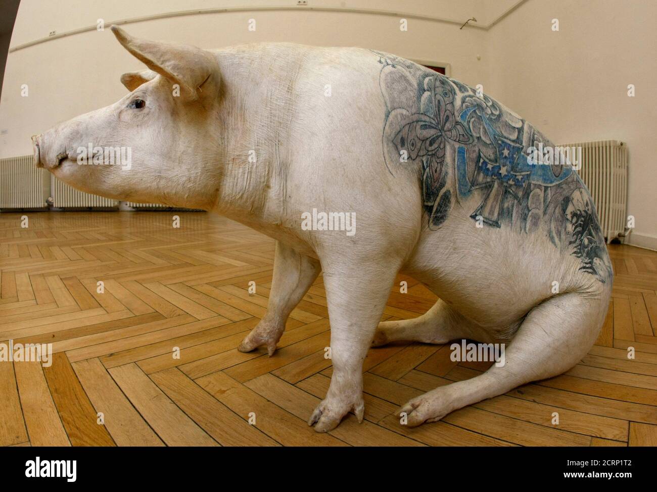 The artwork 'Linda' representing a stuffed pig, by Belgian artist Wim Delvoye at the 'Tierperspektiven' (animal perspective) exhibition is pictured inside the Georg-Kolbe Museum in Berlin May 8, 2009.    REUTERS/Fabrizio Bensch (GERMANY SOCIETY ENTERTAINMENT) Stock Photo