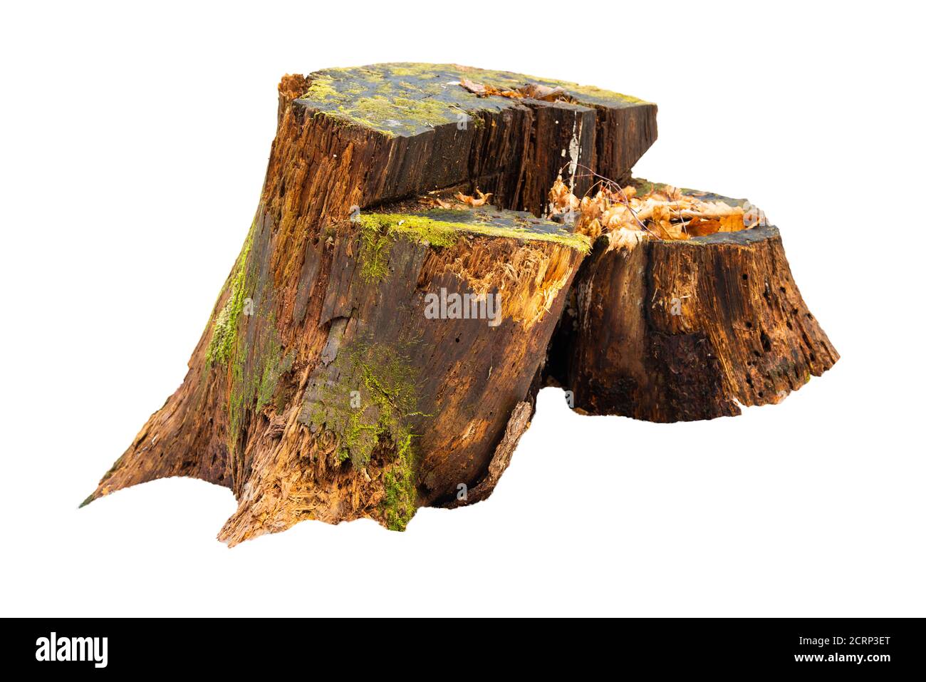 Old tree stump with moss isolated on white Stock Photo