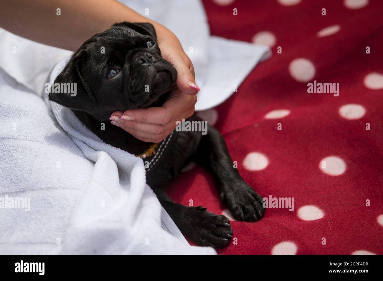 Human interest hum animals dog germany hi-res stock photography and images  - Alamy
