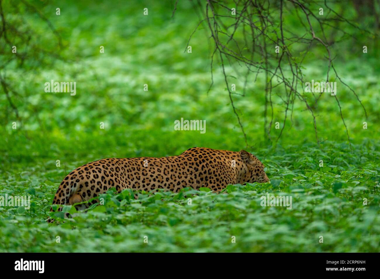 wild male leopard walking in natural green grass during monsoon season