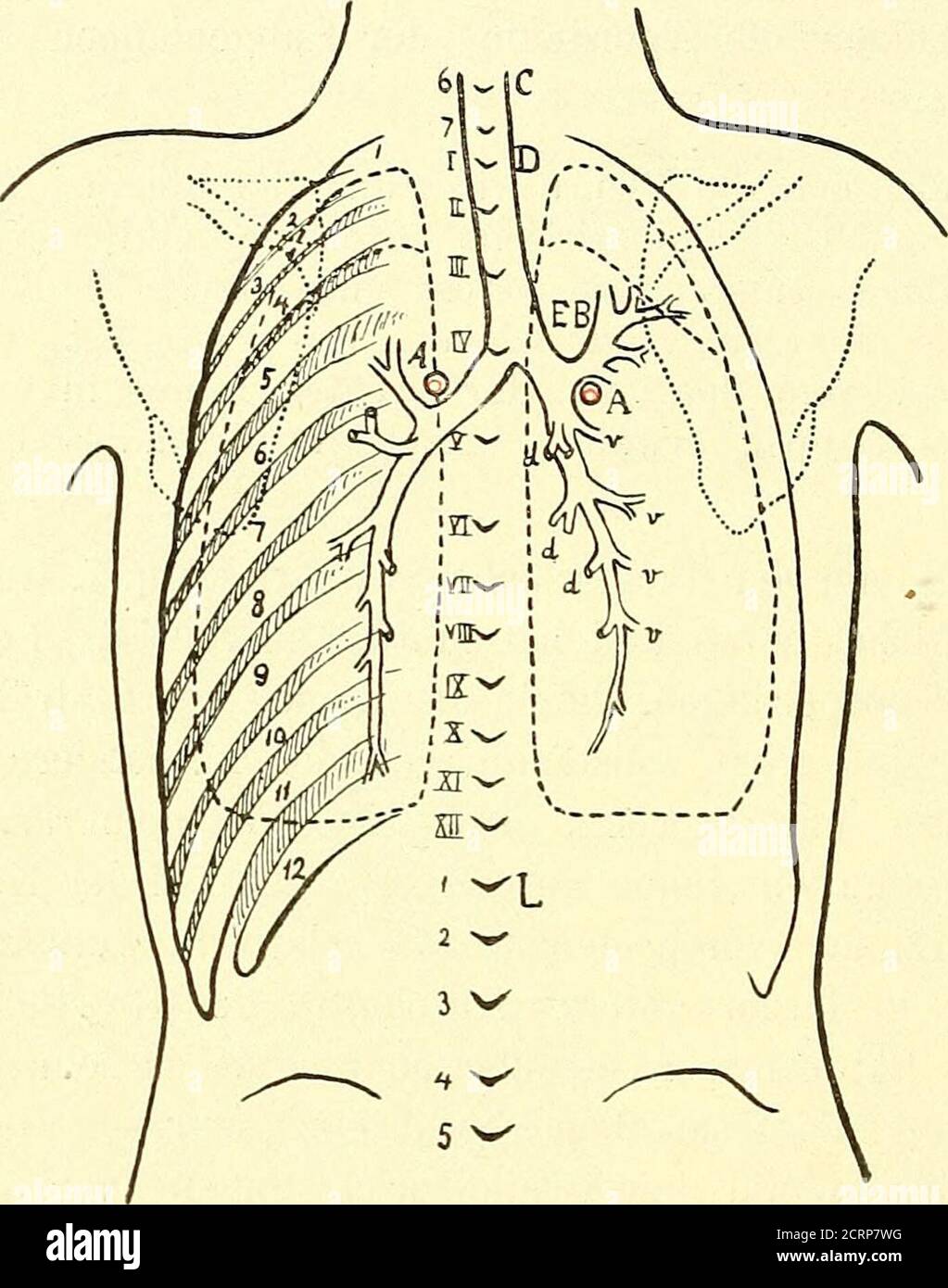. Grundriss der Lungenchirurgie . ächeren dorsalen Bronchieneingeteilt