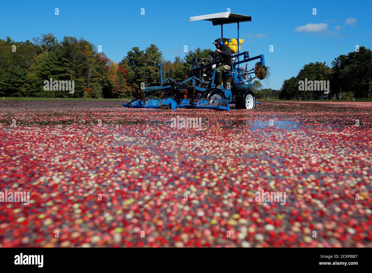 Carver cranberry hires stock photography and images Alamy