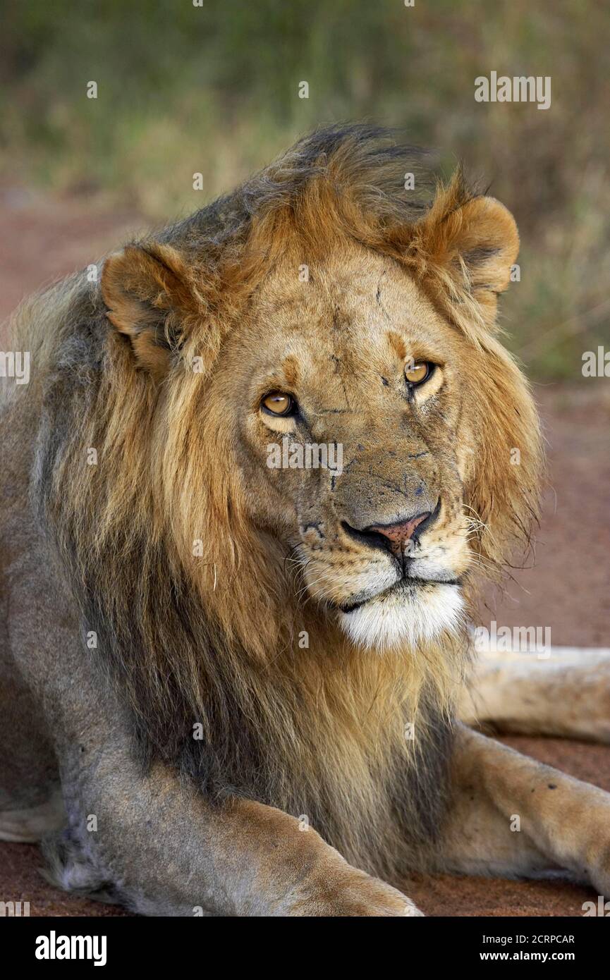 African Lion, panthera leo, Portrait d'un Male, Masai Mara Park in ...
