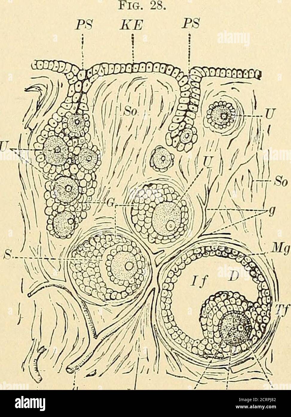 . A treatise on obstetrics for students and practitioners . layer, the