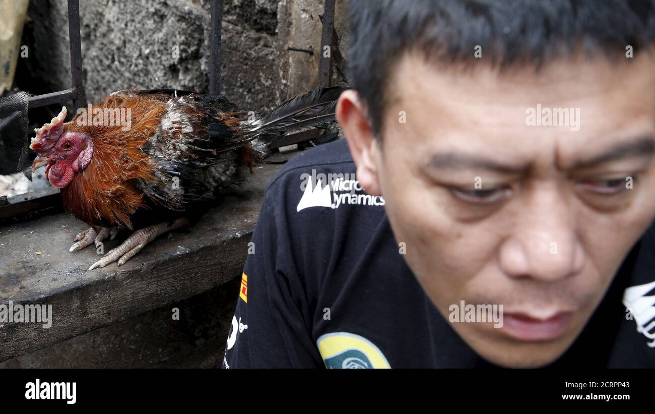 Filipino rooster hires stock photography and images Alamy