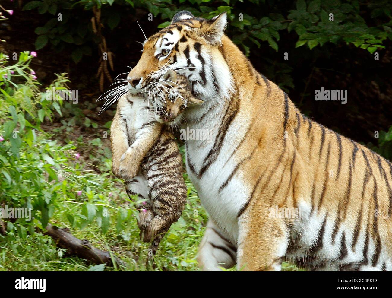 Tiger In Zoo Zurich Switzerland High Resolution Stock Photography and  Images - Alamy