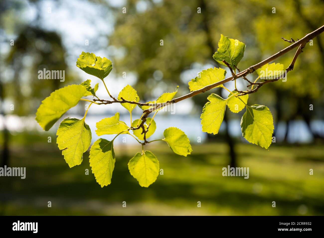 Poplar leaves in backlight, near the Dnieper River in Kiev, Ukraine, on a sunny late summer day Stock Photo