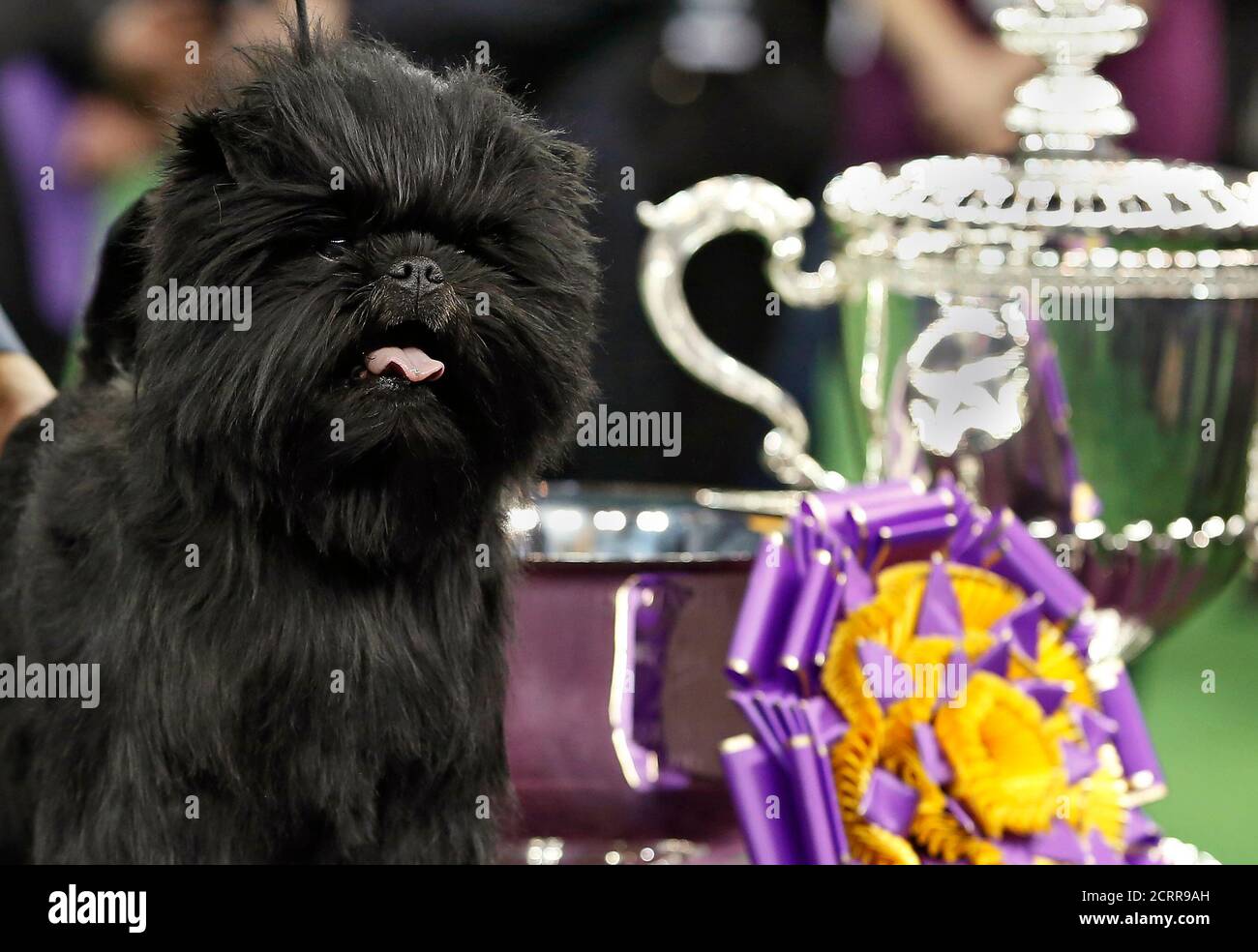 Banana Joe, an Affenpinscher, stands after winning the 137th Westminster  Kennel Club Dog Show at Madison Square Garden in New York, February 12,  2013. REUTERS/Shannon Stapleton (UNITED STATES - Tags: ANIMALS SOCIETY