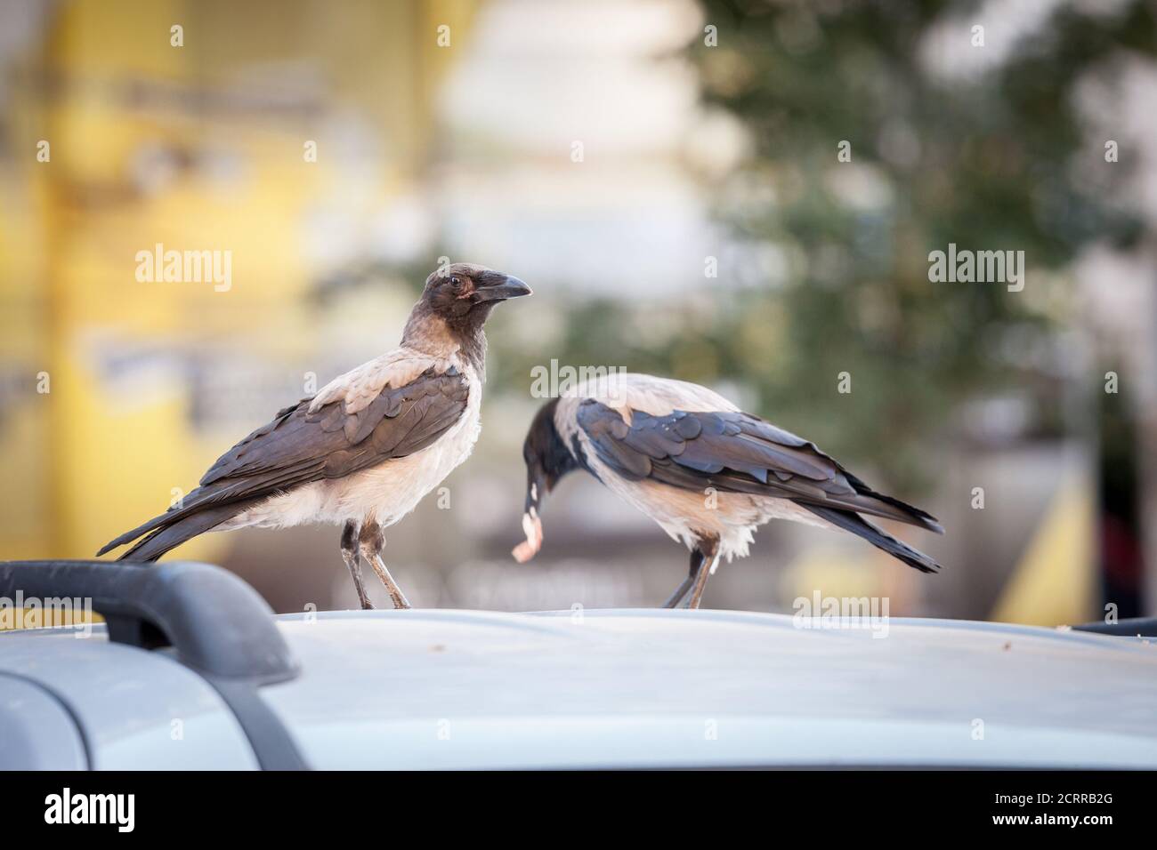 Focus on a hooded crow, a black and grey crow bird from the corvidae family, also called Corvus Cornix, standing while another one, blurry, is eating Stock Photo