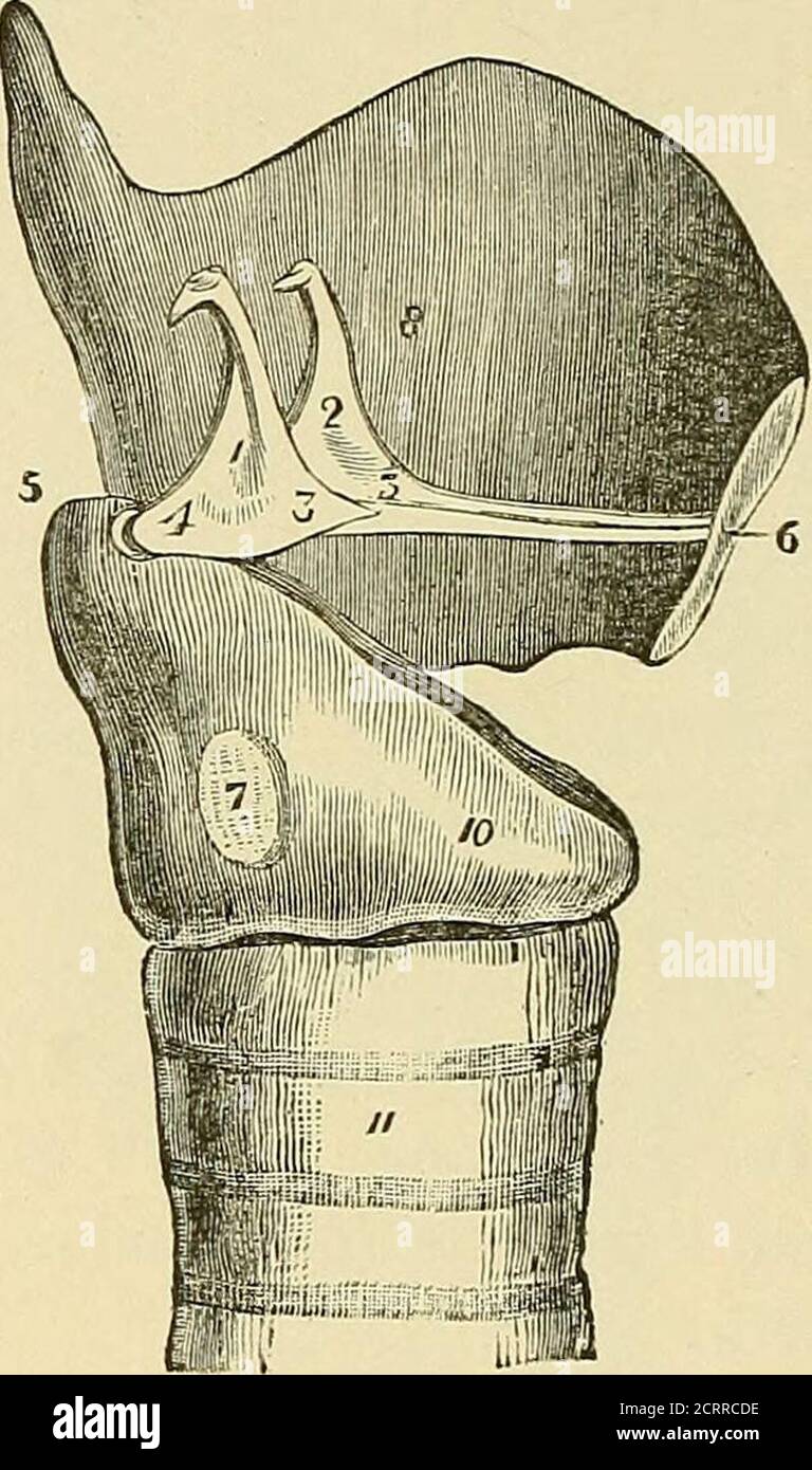Diseases Of The Nose And Throat Le Band At Its Anterior Extremity This Splitsup Into Three Bands As It Extends Backward The First Is Inserted Intothe Vocal Process Of The